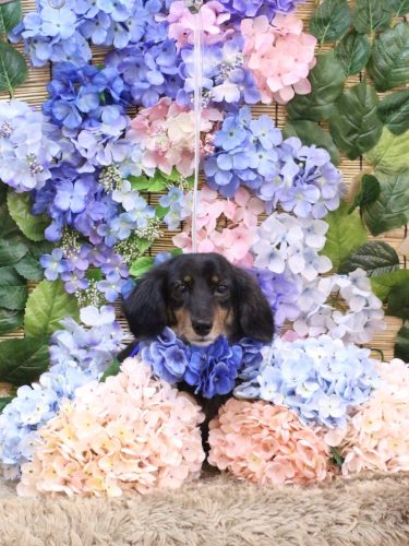 20250627モカちゃん